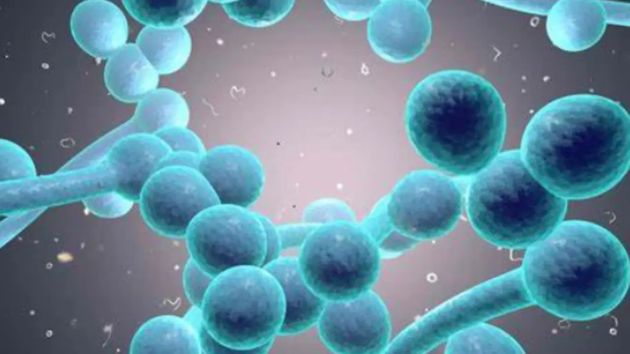 Come rafforzare il sistema immunitario: i consigli dei medici Immagine selezionata