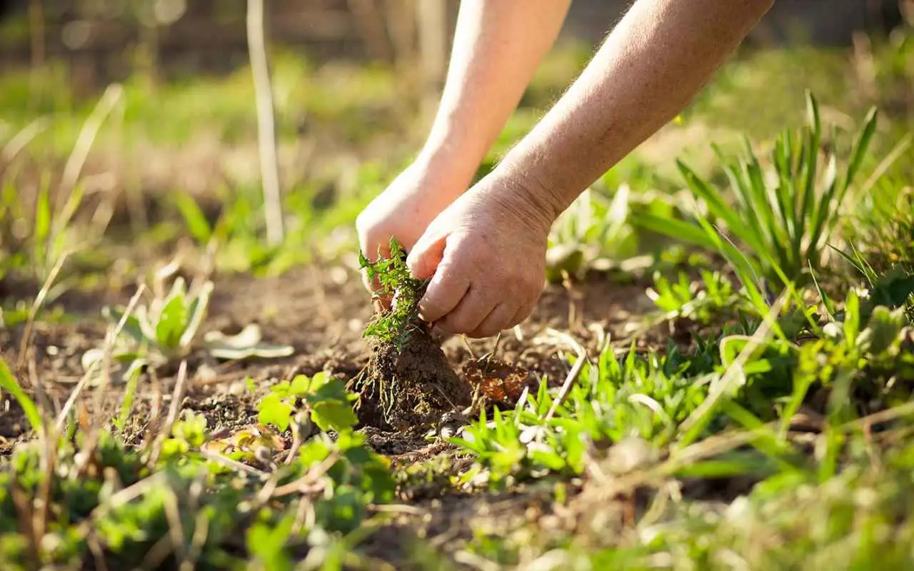 Stop alle erbacce tra i sassi: ecco il trucco dei giardinieri che nessuno ti aveva mai svelato