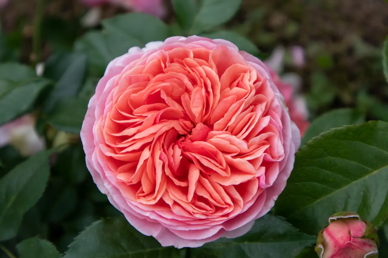 La rosa che ha sfidato gli uragani: ecco il segreto delle 'Katrina' in fiore ora anche da noi