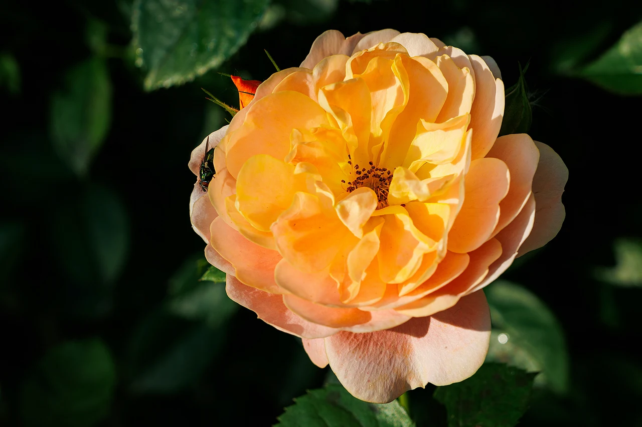 La rosa che ha sfidato gli uragani: ecco il segreto delle 'Katrina' in fiore ora anche da noi Immagine selezionata