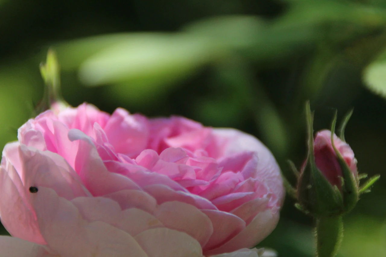 La rosa che ha sfidato gli uragani: ecco il segreto delle 'Katrina' in fiore ora anche da noi Immagine selezionata