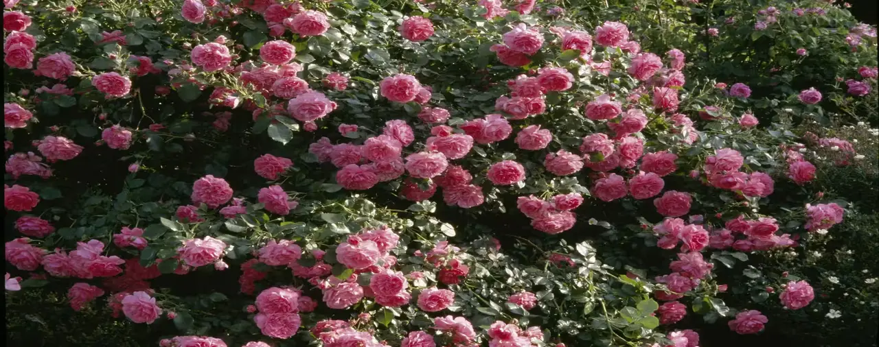 La rosa che ha sfidato gli uragani: ecco il segreto delle 'Katrina' in fiore ora anche da noi Immagine selezionata