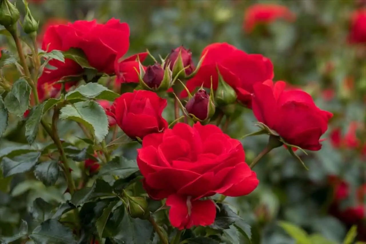 La rosa che ha sfidato gli uragani: ecco il segreto delle 'Katrina' in fiore ora anche da noi Immagine selezionata