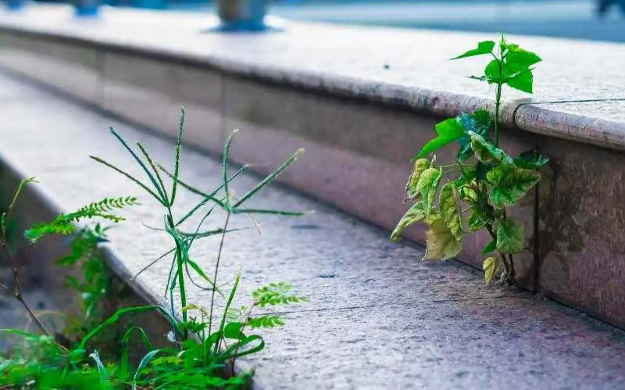 Il trucco dei giardinieri per eliminare le erbacce tra le piastrelle senza spendere una fortuna Immagine selezionata