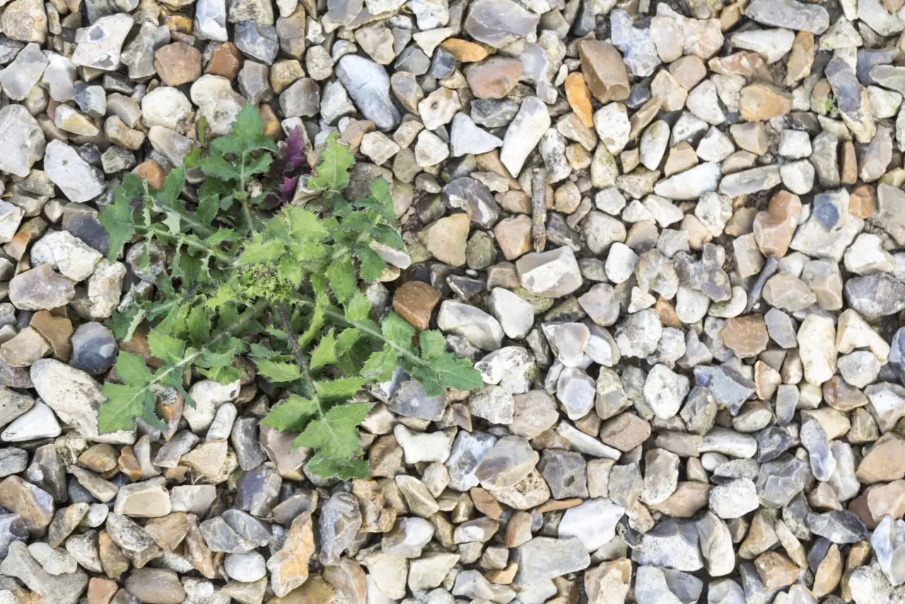 Il trucco dei giardinieri per eliminare le erbacce tra le piastrelle senza spendere una fortuna Immagine selezionata
