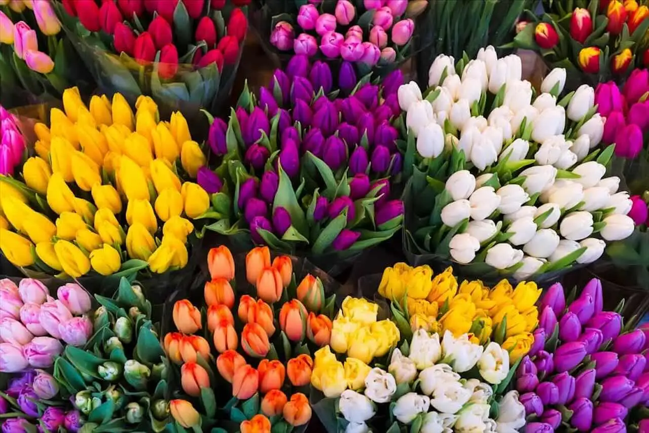Migliaia di tulipani in fiore: il festival che trasforma la tua campagna in un arcobaleno