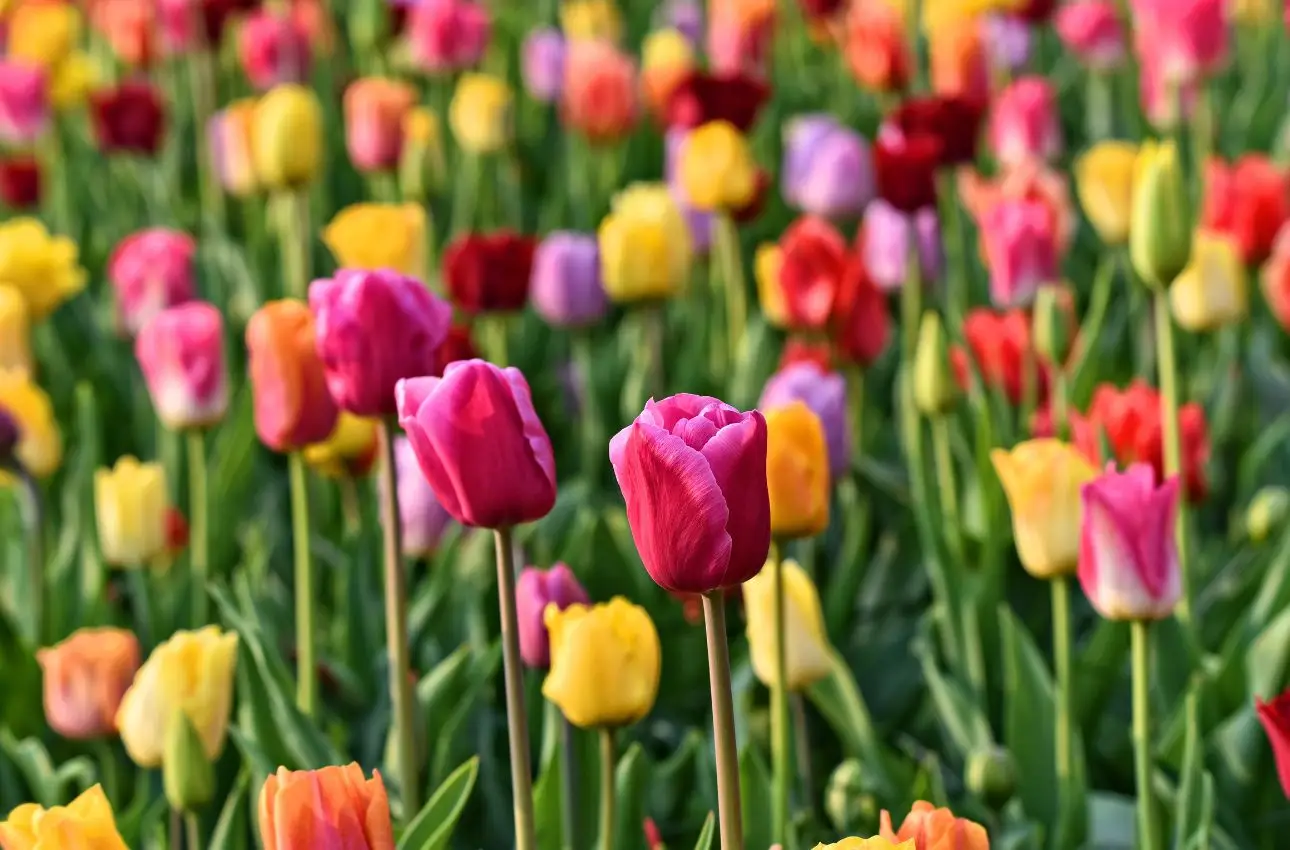 Migliaia di tulipani in fiore: il festival che trasforma la tua campagna in un arcobaleno Immagine selezionata