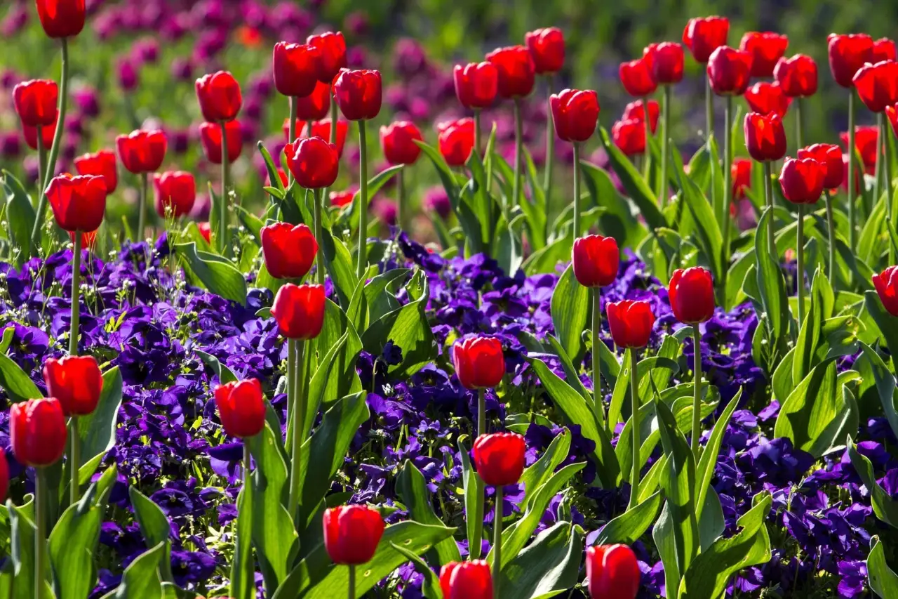 Migliaia di tulipani in fiore: il festival che trasforma la tua campagna in un arcobaleno Immagine selezionata