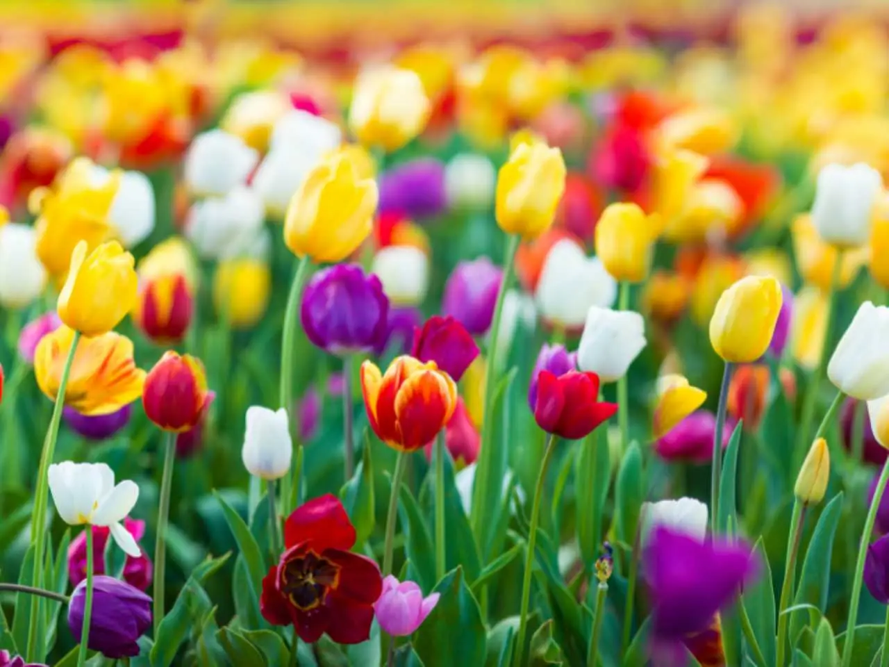 Migliaia di tulipani in fiore: il festival che trasforma la tua campagna in un arcobaleno Immagine selezionata