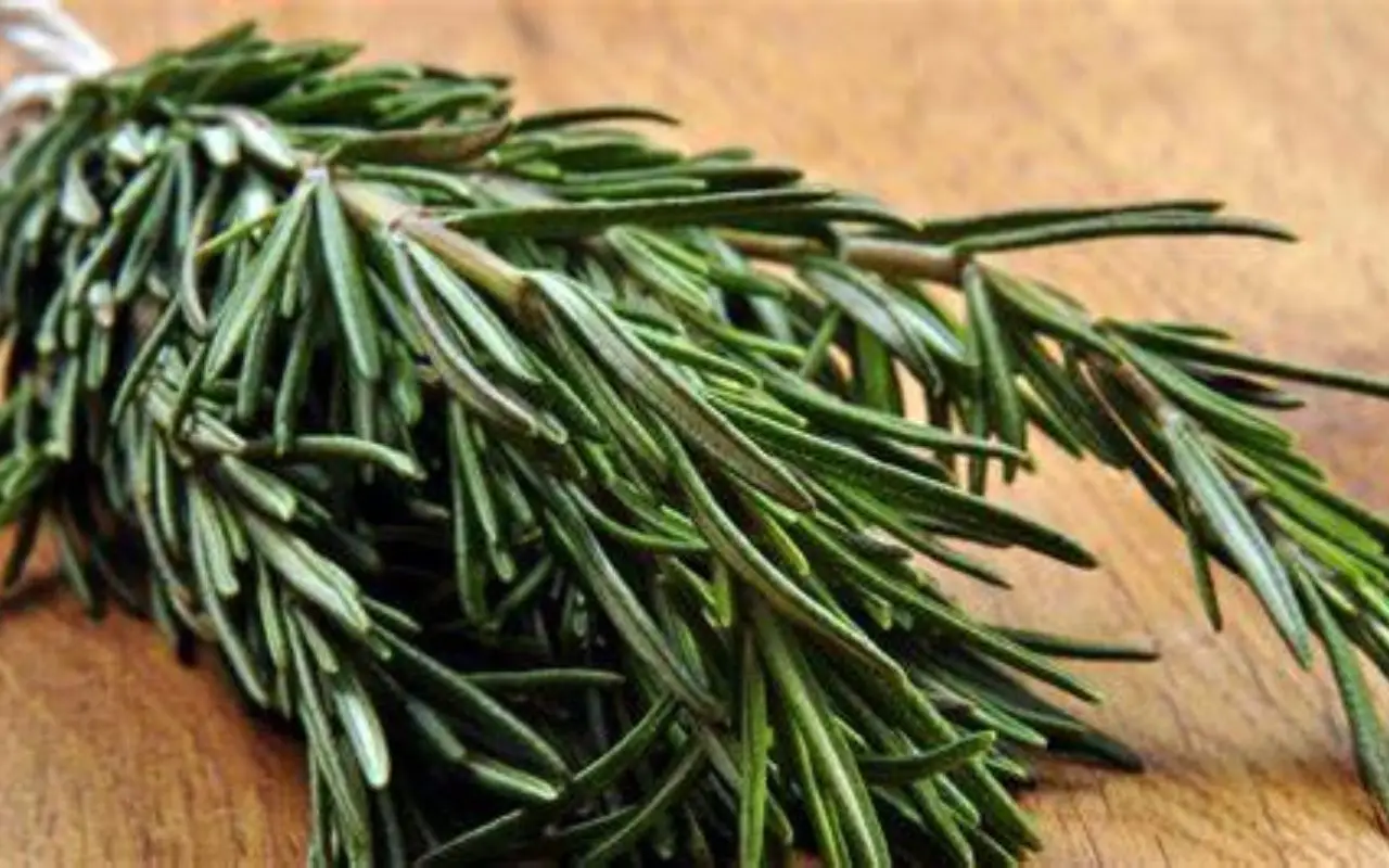 Rosmarino, la pianta dalle proprietà straordinarie che migliora salute e cucina