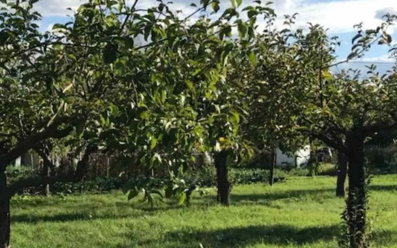 Apre un nuovo parco di 3 ettari alle porte della città un’oasi verde per il relax nella natura Immagine selezionata