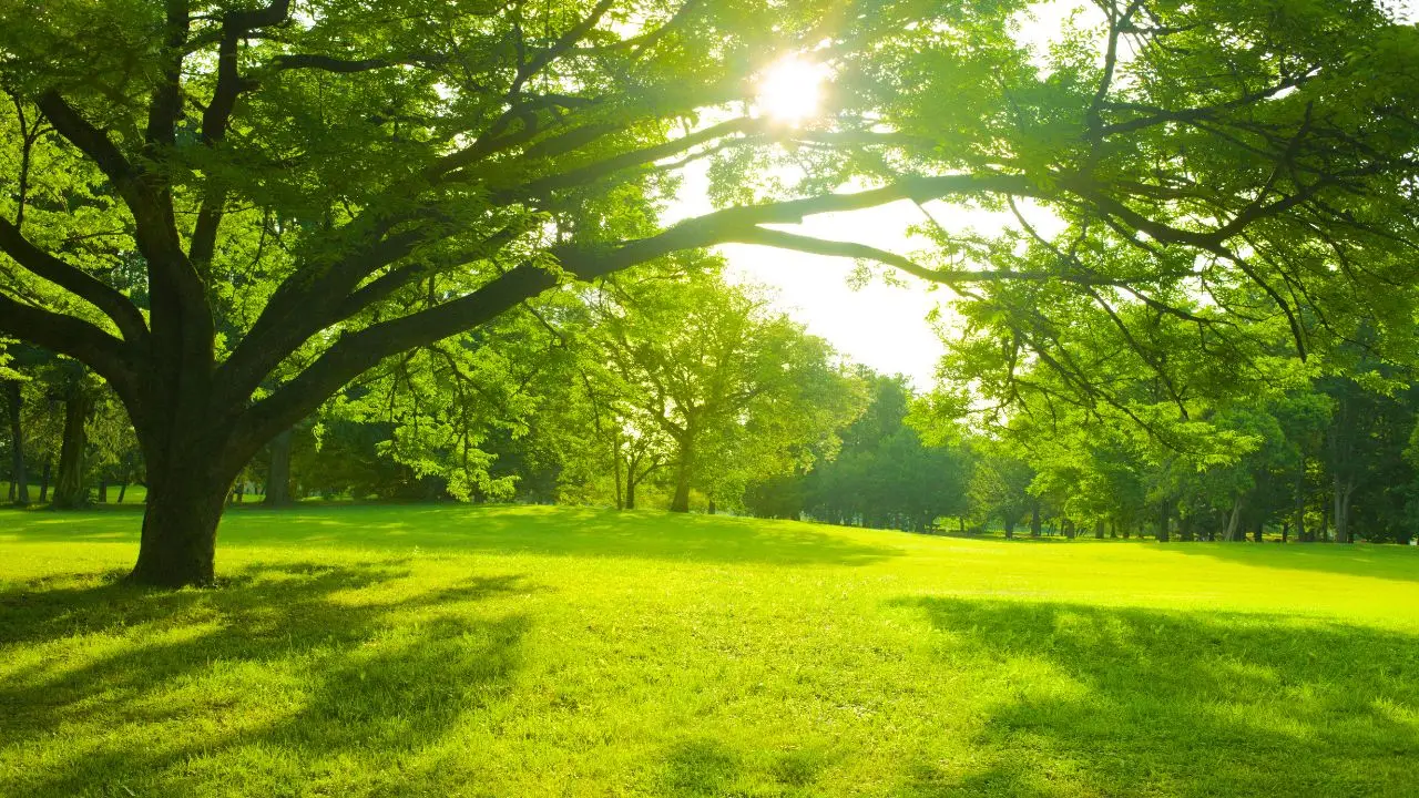 Apre un nuovo parco di 3 ettari alle porte della città un’oasi verde per il relax nella natura Immagine selezionata