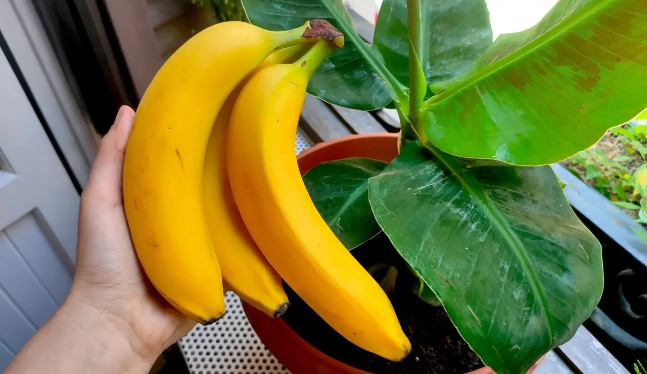 Come usare le bucce di banana per concimare: il segreto naturale