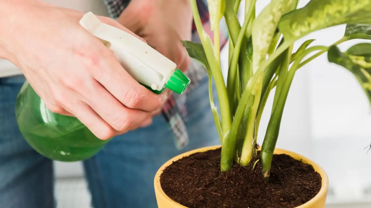 Come usare le bucce di banana per concimare: il segreto naturale Immagine selezionata