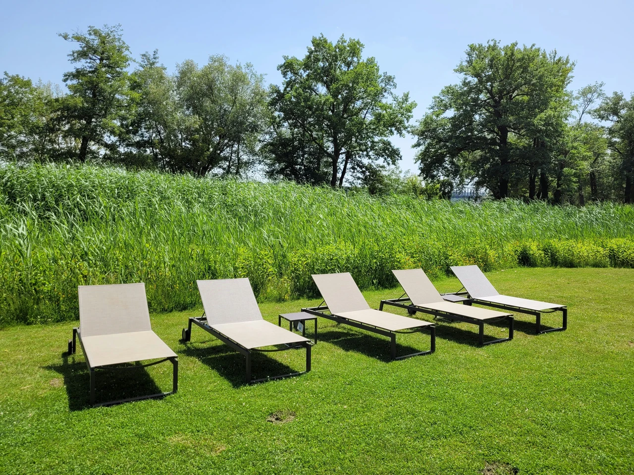 Come rendere il prato più verde: ecco il segreto che pochi giardinieri svelano Immagine selezionata