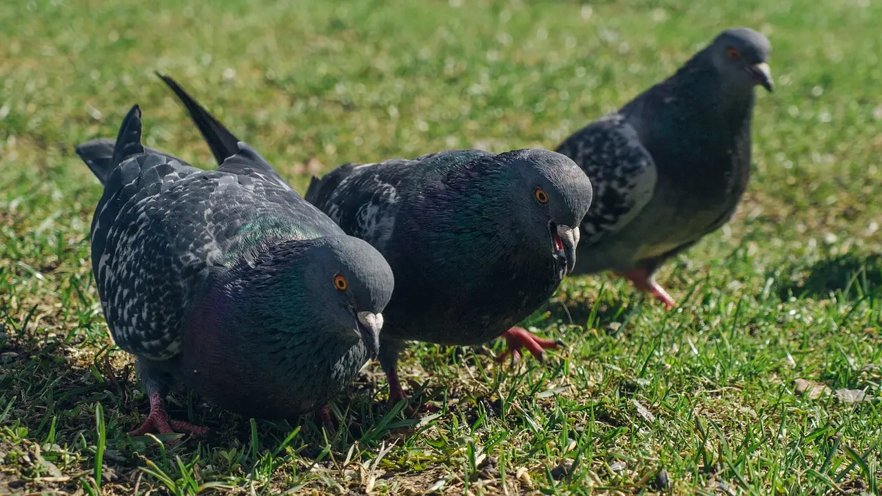 Stop ai piccioni in giardino: il metodo colorato per allontanarli senza fatica Immagine selezionata