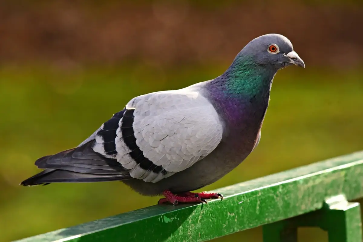 Stop ai piccioni in giardino: il metodo colorato per allontanarli senza fatica Immagine selezionata