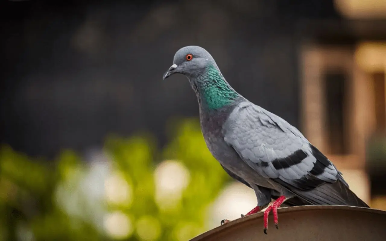 Stop ai piccioni in giardino: il metodo colorato per allontanarli senza fatica Immagine selezionata