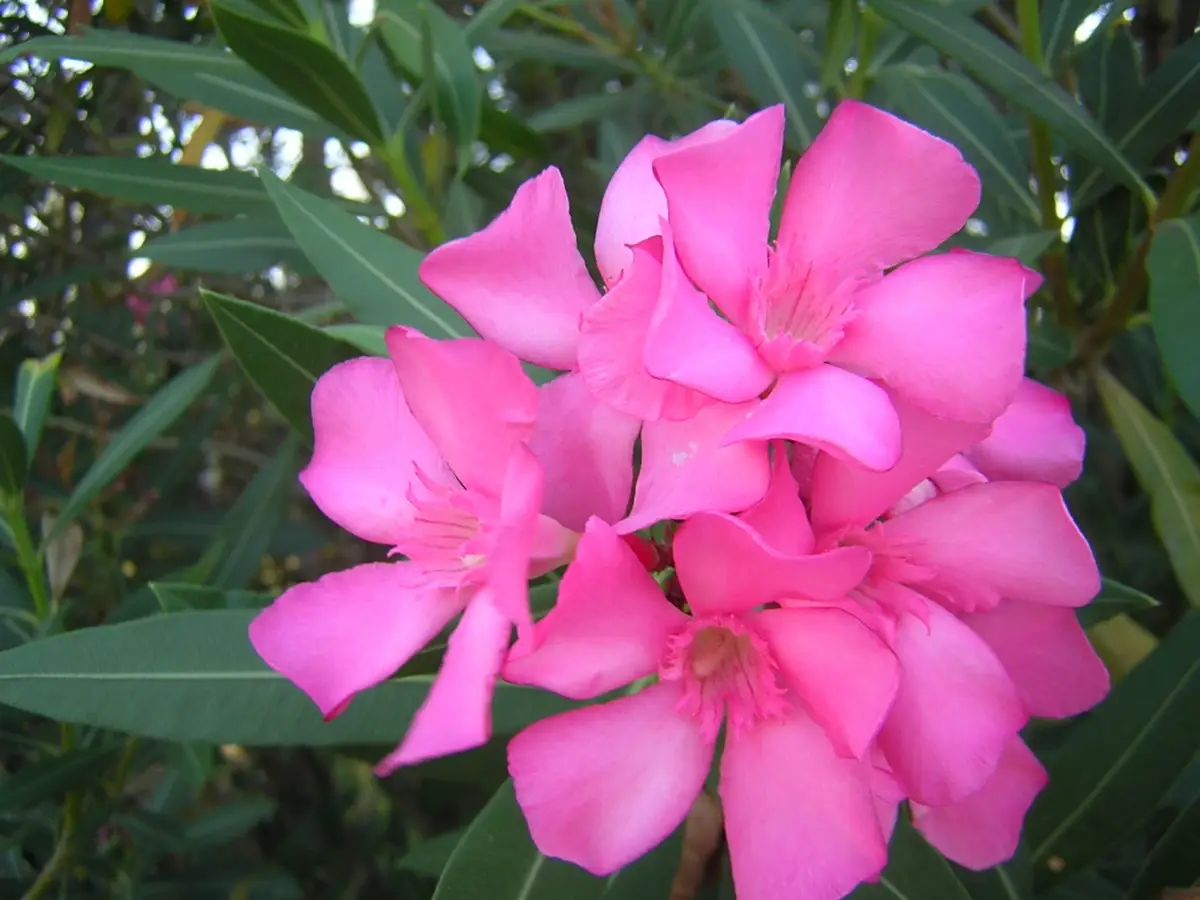 Ecco la pianta che profuma il tuo giardino e resiste anche al gelo Immagine selezionata