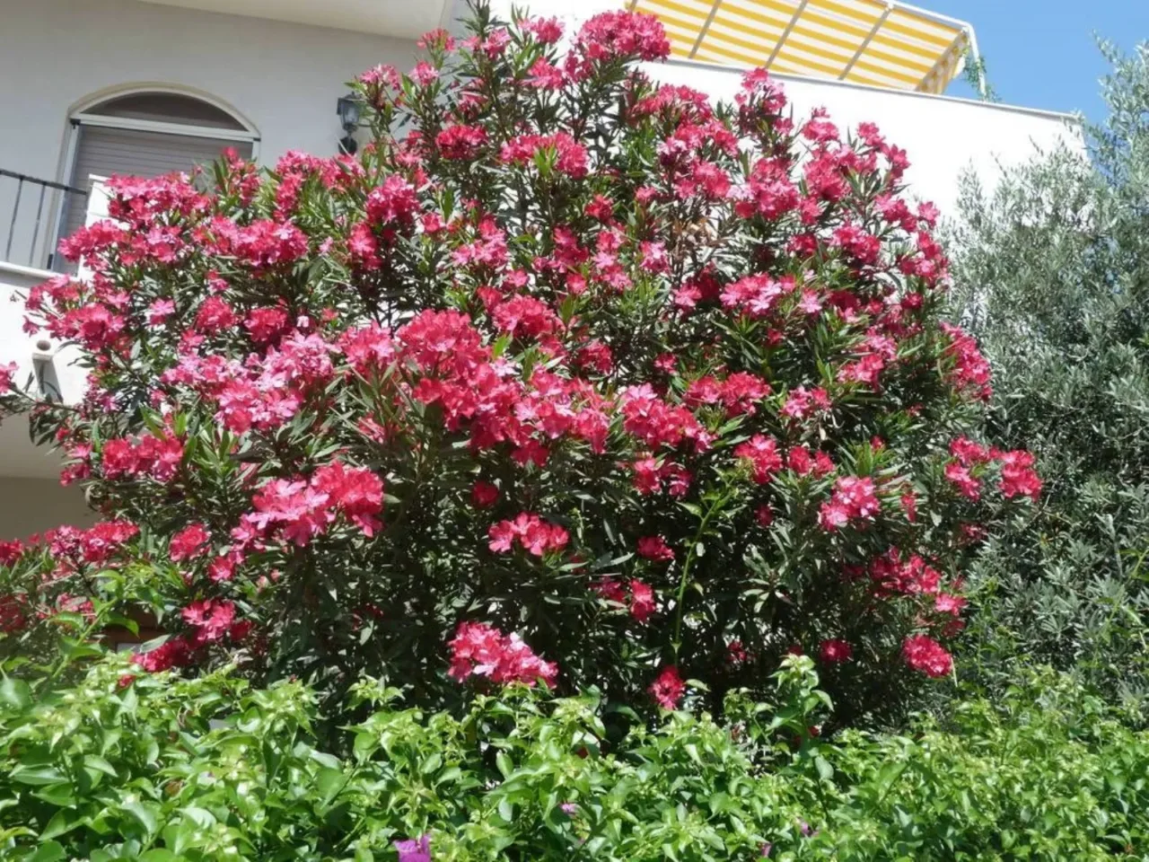 Ecco la pianta che profuma il tuo giardino e resiste anche al gelo Immagine selezionata