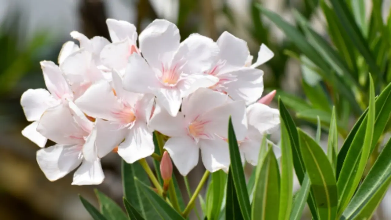 Ecco la pianta che profuma il tuo giardino e resiste anche al gelo Immagine selezionata