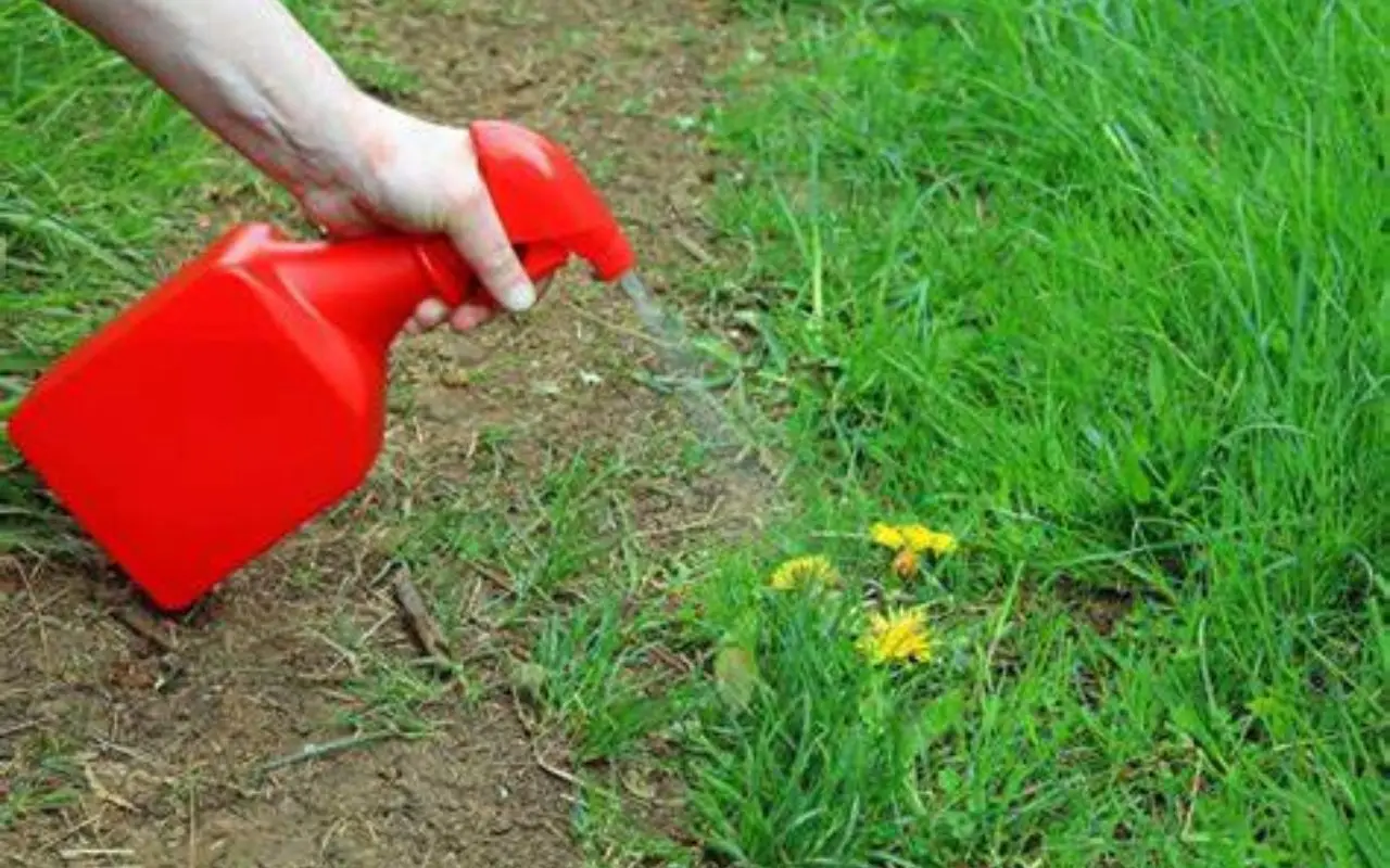 Diserbante naturale fai-da-te: questo il metodo semplice per un giardino impeccabile in pochi minuti