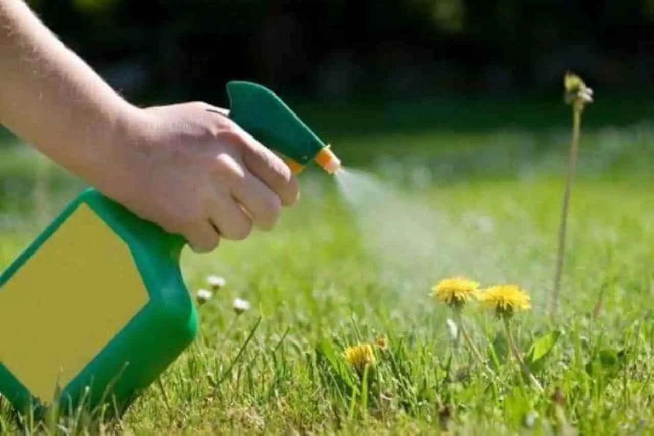 Diserbante naturale fai-da-te: questo il metodo semplice per un giardino impeccabile in pochi minuti Immagine selezionata
