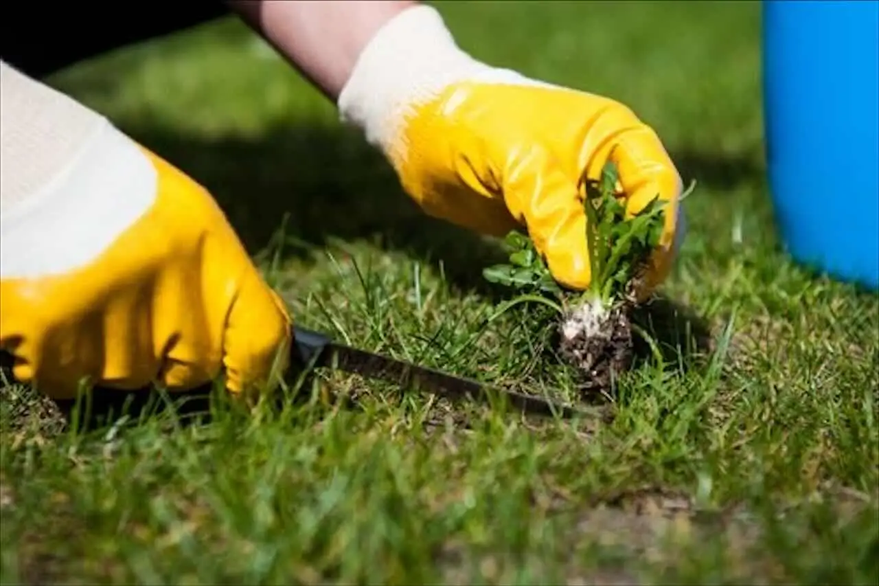 Diserbante naturale fai-da-te: questo il metodo semplice per un giardino impeccabile in pochi minuti Immagine selezionata