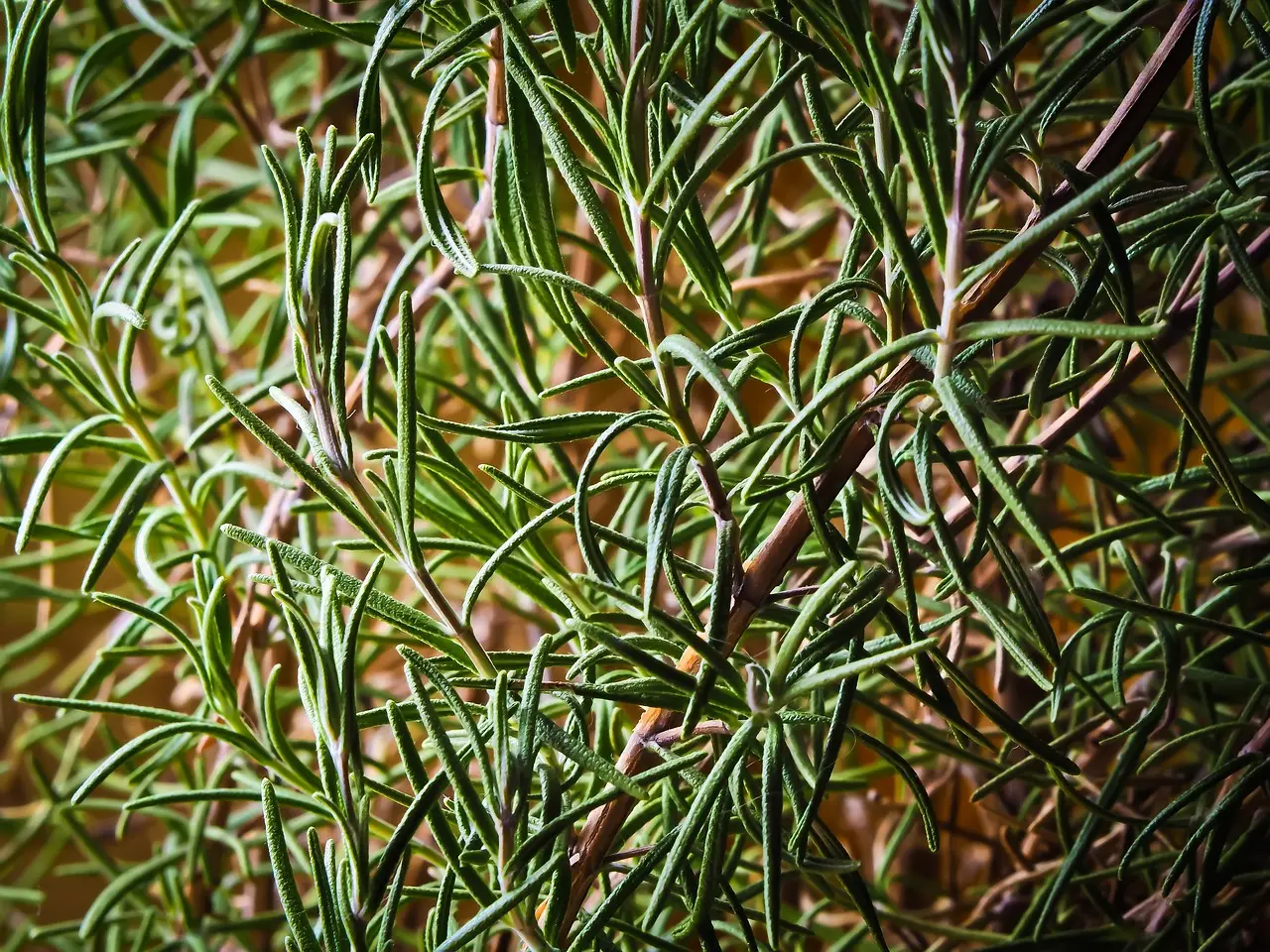 Guida alla coltivazione delle erbe aromatiche in cucina Guida alla coltivazione delle erbe aromatiche in cucina