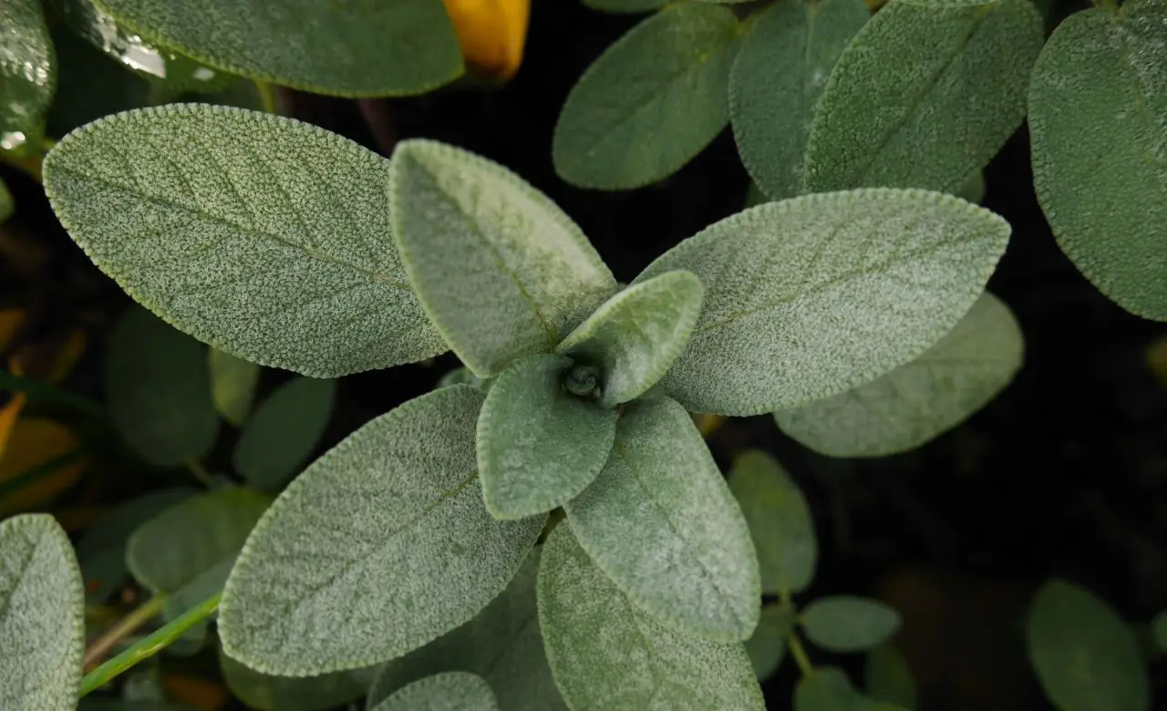 Guida alla coltivazione delle erbe aromatiche in cucina Guida alla coltivazione delle erbe aromatiche in cucina