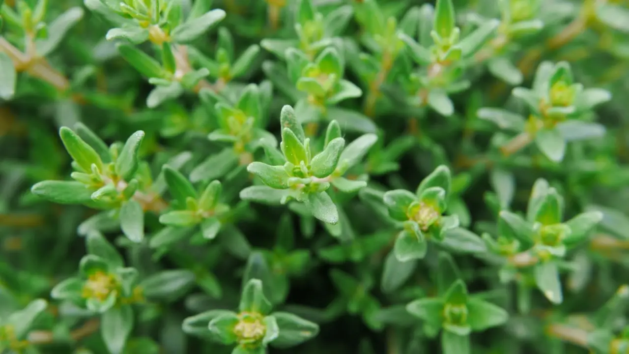 Guida alla coltivazione delle erbe aromatiche in cucina Guida alla coltivazione delle erbe aromatiche in cucina