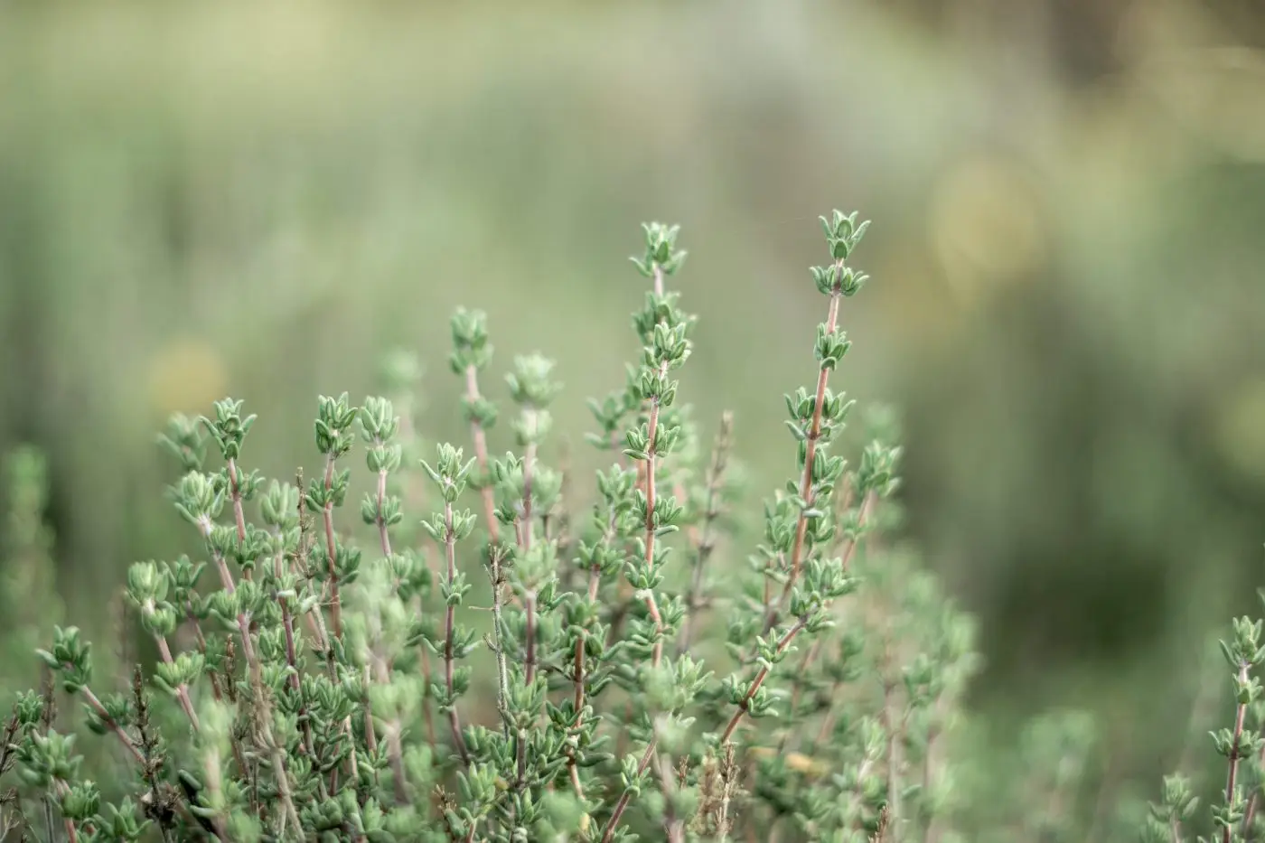 Guida alla coltivazione delle erbe aromatiche in cucina Guida alla coltivazione delle erbe aromatiche in cucina