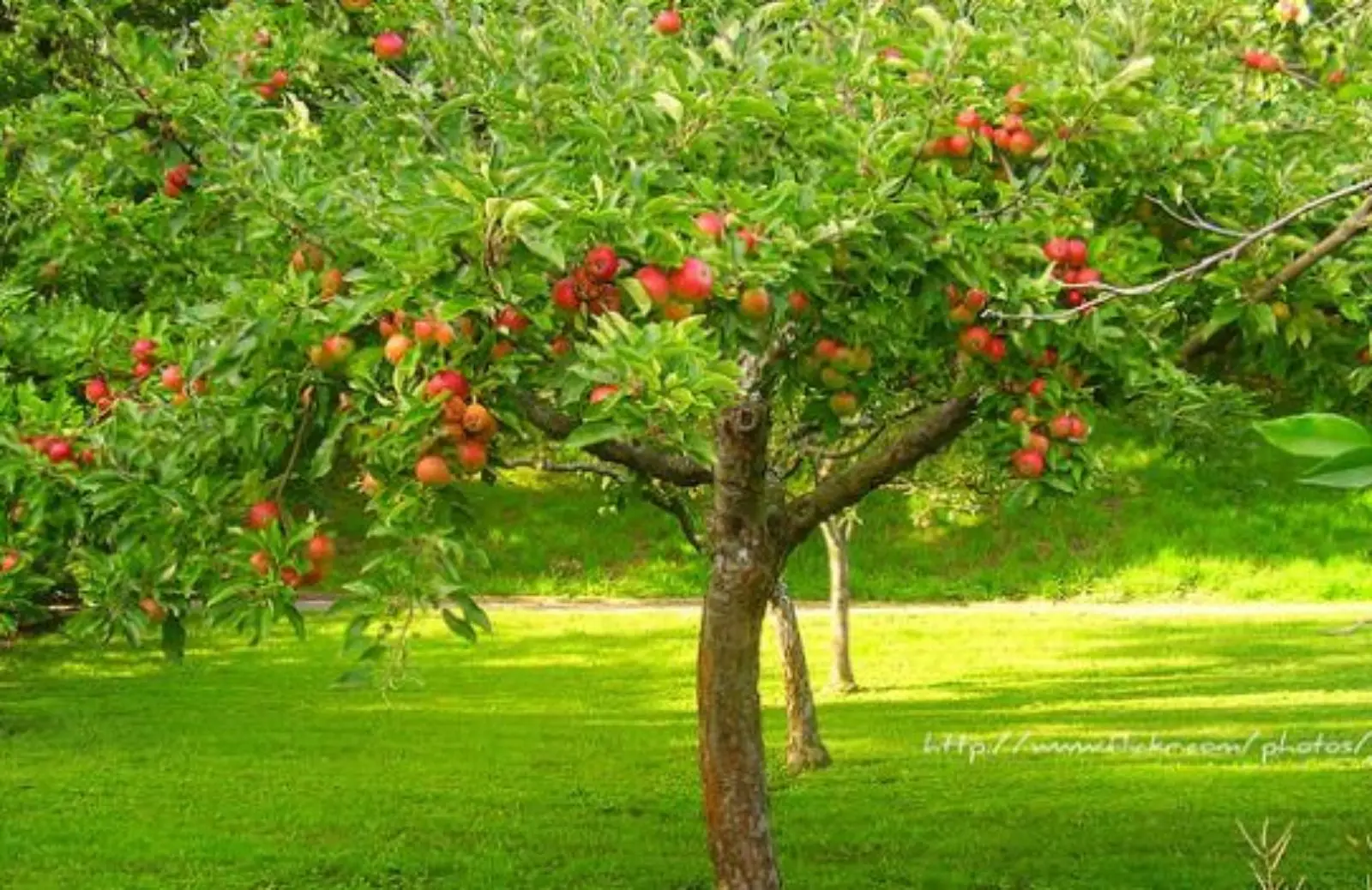 Perché è meglio evitare i concimi chimici sulle piante da frutto Perché è meglio evitare i concimi chimici sulle piante da frutto