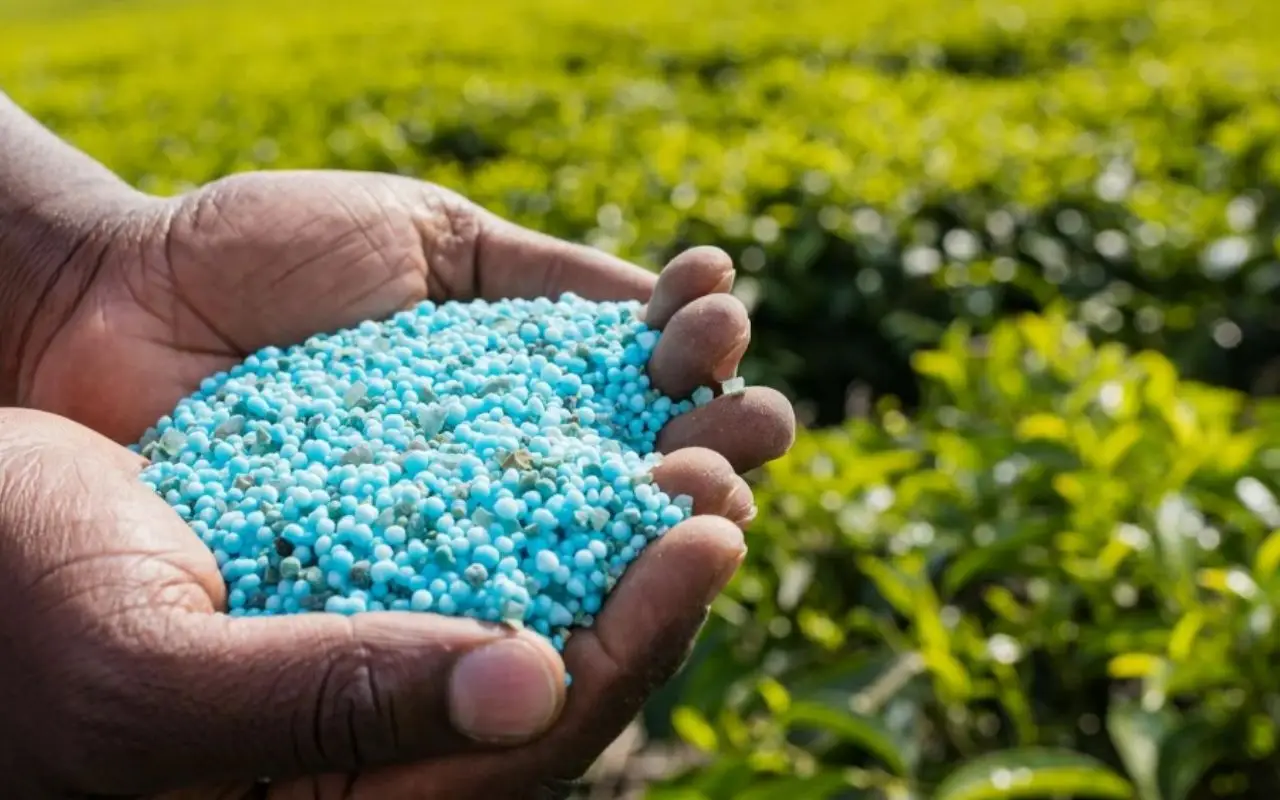 Perché è meglio evitare i concimi chimici sulle piante da frutto Perché è meglio evitare i concimi chimici sulle piante da frutto