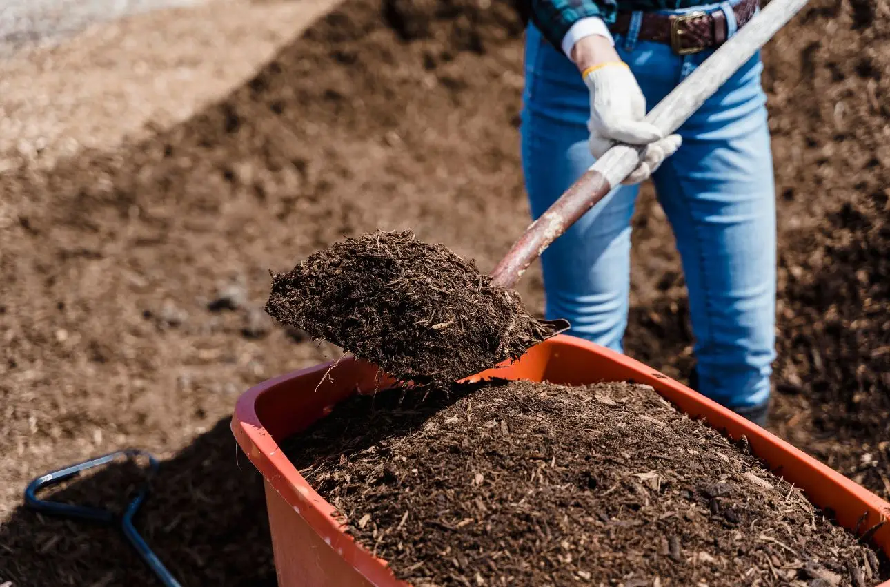 Perché è meglio evitare i concimi chimici sulle piante da frutto Perché è meglio evitare i concimi chimici sulle piante da frutto