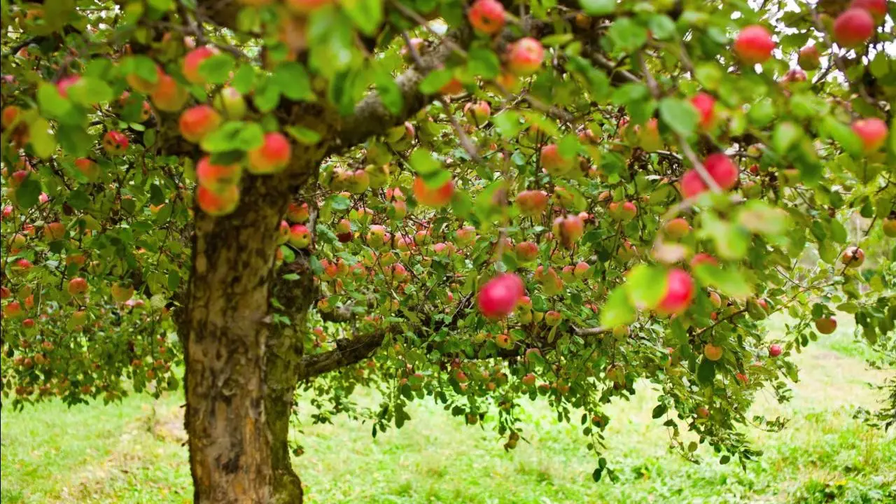 Perché è meglio evitare i concimi chimici sulle piante da frutto Perché è meglio evitare i concimi chimici sulle piante da frutto